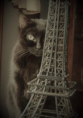 black cat behind a model of the eiffel tower in muted black and white tones