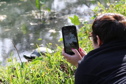 person taking a picture of a turtle with a smartphone