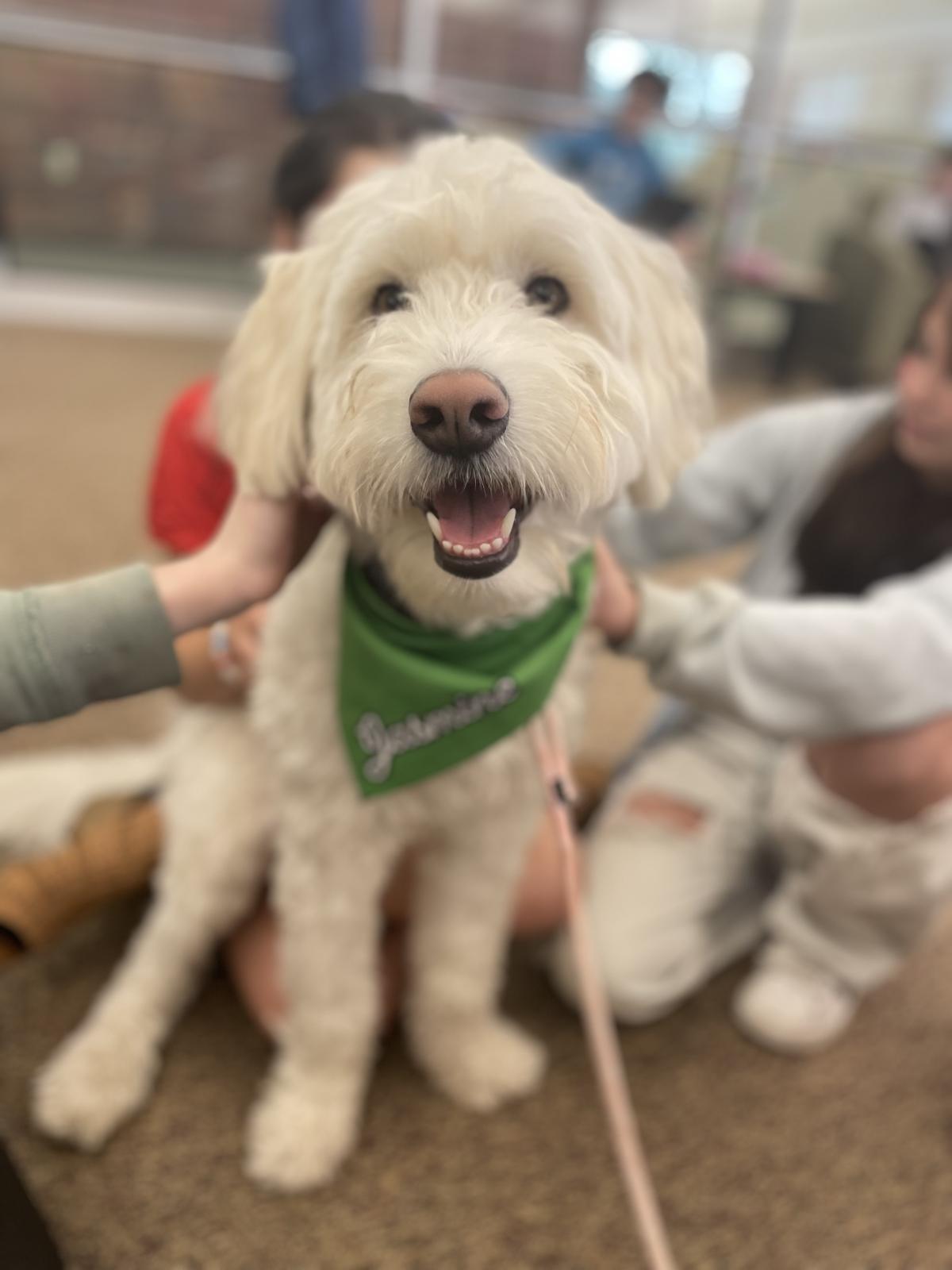 Jasmine the therapy dog in a green bandana and children's hands petting her