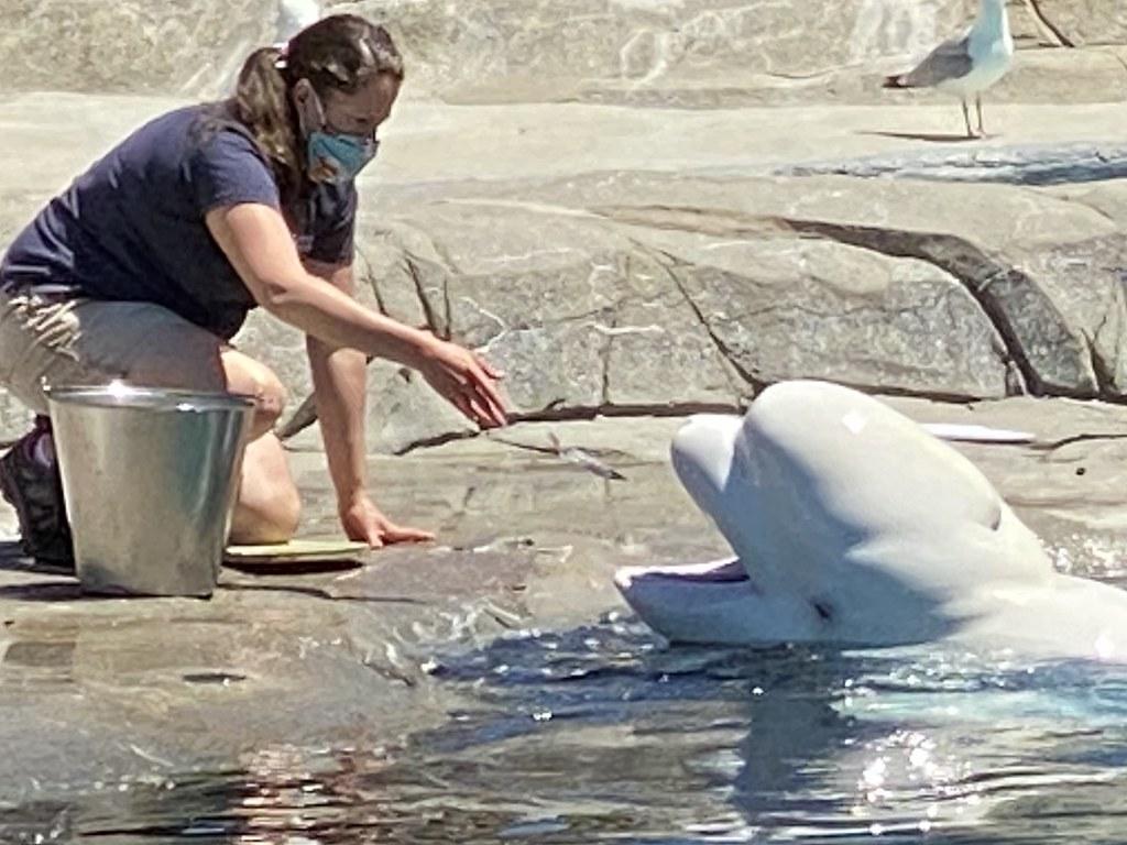 Mystic Aquarium Beluga Whale with trainer