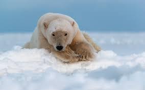 polar bear in the snow