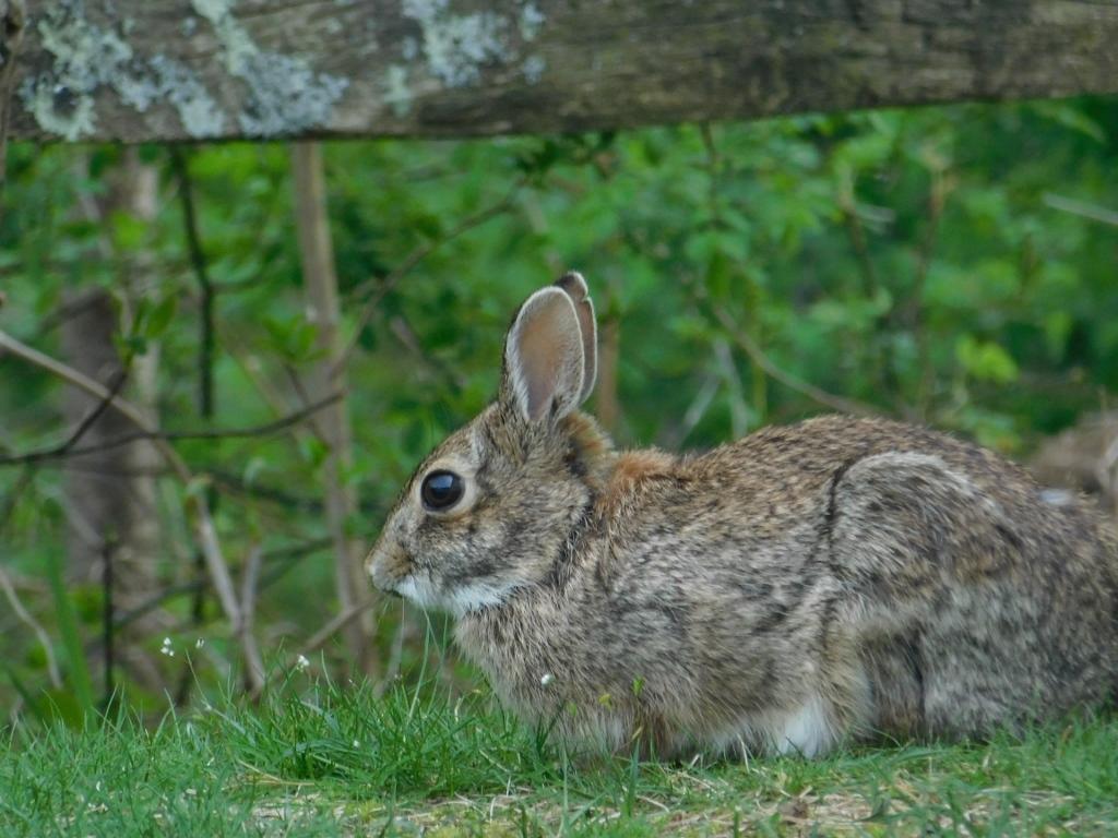 photograph of a new england rabbit
